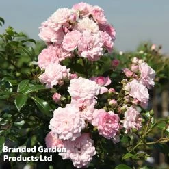 Rosa The Fairy -Dobies ROSE THEFAIRY S18772