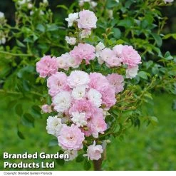 Rosa The Fairy -Dobies ROSE THEFAIRY T13233