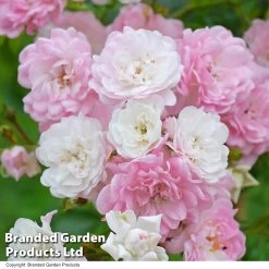 Rosa The Fairy -Dobies ROSE THEFAIRY T13296