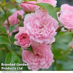 Rosa The Fairy -Dobies ROSE THEFAIRY T13327