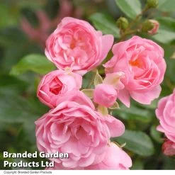 Rosa The Fairy -Dobies ROSE THEFAIRY T27640