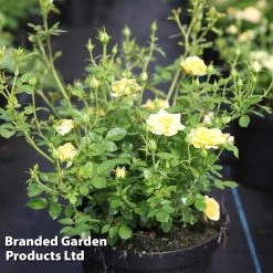 Rose 'Yellow Fairy' (Shrub Rose)