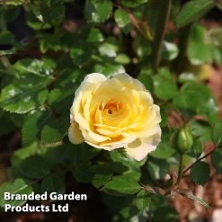 Rose 'Yellow Fairy' (Shrub Rose) -Dobies ROSE YELLFAIRY S31035