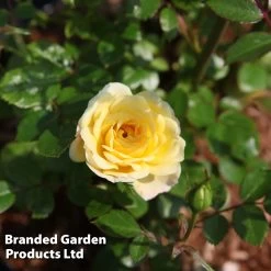 Rose 'Yellow Fairy' (Shrub Rose) -Dobies ROSE YELLFAIRY S31036
