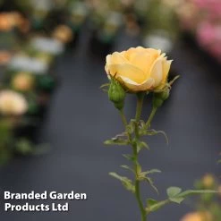 Rose 'Yellow Fairy' (Shrub Rose) -Dobies ROSE YELLFAIRY S31037