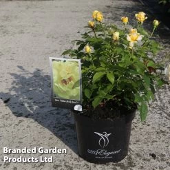 Rose 'Easy Elegance Yellow Brick' (Shrub Rose) -Dobies ROSE YELLOBRIC S18765