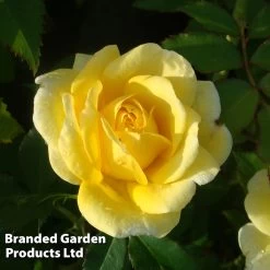 Rose 'Easy Elegance Yellow Brick' (Shrub Rose)