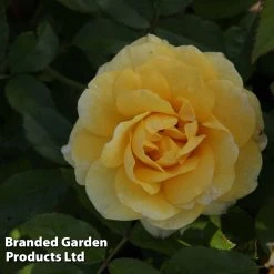 Rose 'Easy Elegance Yellow Brick' (Shrub Rose) -Dobies ROSE YELLOBRIC S18768
