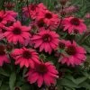 Echinacea SunMagic Vintage Red