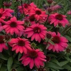 Echinacea SunMagic Vintage Red