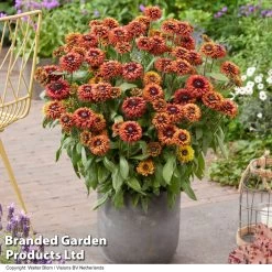 Rudbeckia 'Enchanted Velvet Flame'