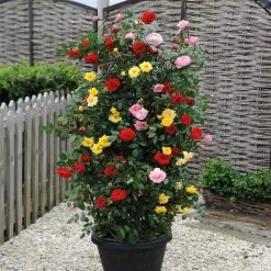 Rose 3in1 Patio Climber