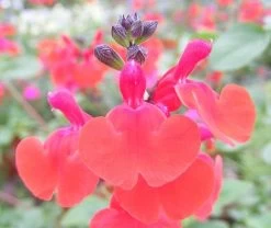 Salvia Royal Bumble