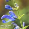 Salvia 'African Sky'