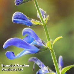 Salvia 'African Sky'