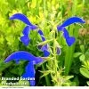 Salvia Patens 'Blue Angel'
