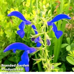 Salvia Patens 'Blue Angel'