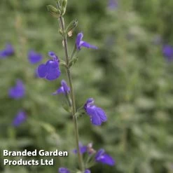 Salvia Microphylla 'Blue Monrovia'