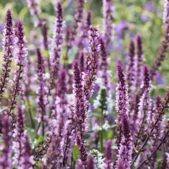 Salvia Caradonna Pink Inspiration