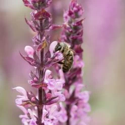 Salvia Caradonna Pink Inspiration -Dobies SALV CARADPINK S27921