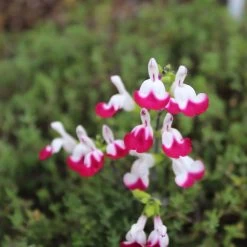 Salvia Cherry Lips