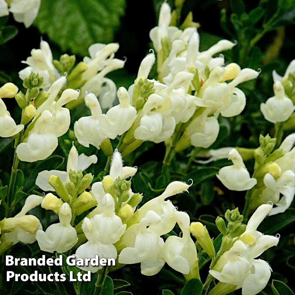 Salvia 'Clotted Cream' 1 Salvia 'Clotted Cream'