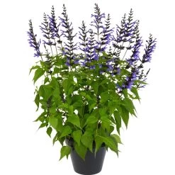 Salvia Salgoon Lake Baikal