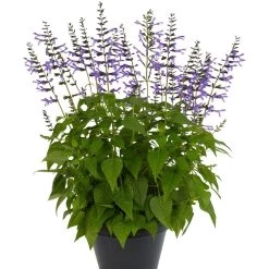 Salvia Salgoon Lake Ticitaca