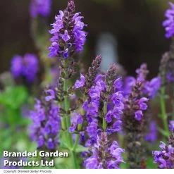 Salvia Nemorosa 'Marcus' -Dobies SALV MARCUS T31023
