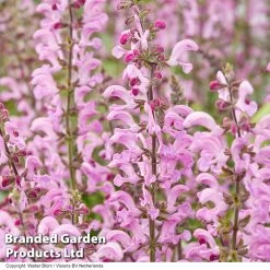 Salvia Fashionista® Moulin Rouge