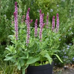 Salvia Caradonna Pink Inspiration -Dobies SALV PINKINSPI T31975