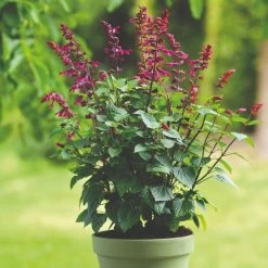 Salvia Strawberry Lake