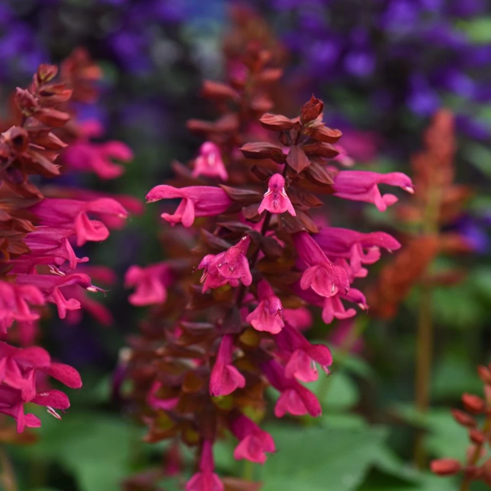 Salvia Strawberry Lake 2 Salvia Strawberry Lake - Image 2