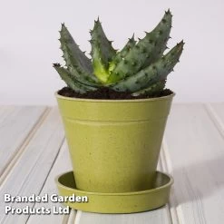 Bamboo Saucers - Sage Green