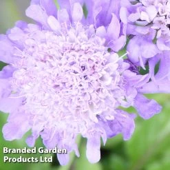 Scabiosa Columbaria Pincushion Blue