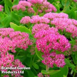 Sedum Spectabile Brilliant