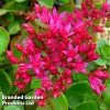 Sedum Spurium Dragons Blood