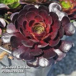 Semponium 'Destiny' -Dobies SEMP DESTINY H44795 D