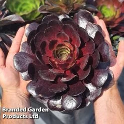 Semponium 'Destiny' -Dobies SEMP DESTINY H44797 B