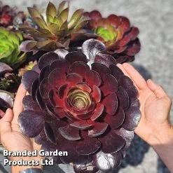 Semponium 'Destiny' -Dobies SEMP DESTINY H44798 A