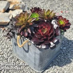 Semponium 'Destiny' -Dobies SEMP DESTINY H44799 E