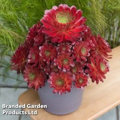 Semponium 'Sienna' -Dobies SEMP SIENNA H43965