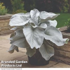 Senecio 'Angel Wings'