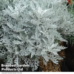 Senecio Cineraria 'Silver Dust' -Dobies SENE SILVERDUS T09638