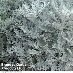 Senecio Cineraria 'Silver Dust' -Dobies SENE SILVERDUS T09639