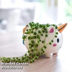 Planted Unicorn Pot With Gold Horn - Gift