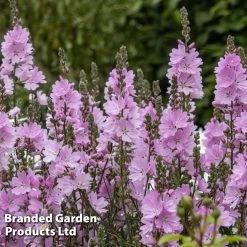 Sidalcea Elsie Heugh