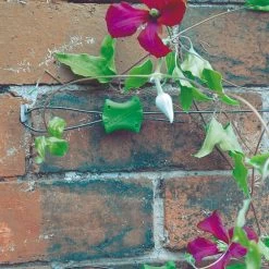 Gripple Plant Support System