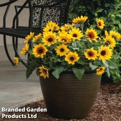 Sunflower SunBelievable™ 'Brown Eyed Girl' -Dobies SUNBEL 1