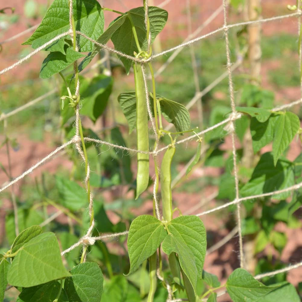 Biodegradable Netting 2 X 5m 1 Biodegradable Netting 2 X 5m